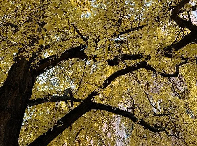 Domus Largo Pescheria Apartmán *